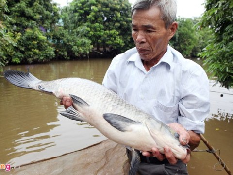 Bí Quyết Kho Cá Dịp Tết ở Làng Vũ Đại