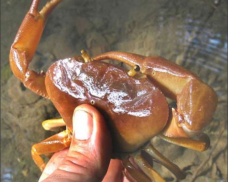 Bí Quyết Mua Cua, Ghẹ