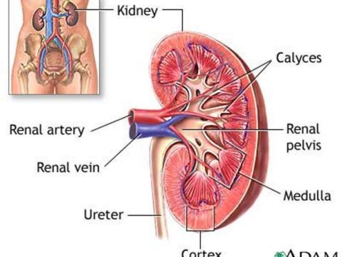 Chế độ ăn Cho Bệnh Nhân Suy Thận