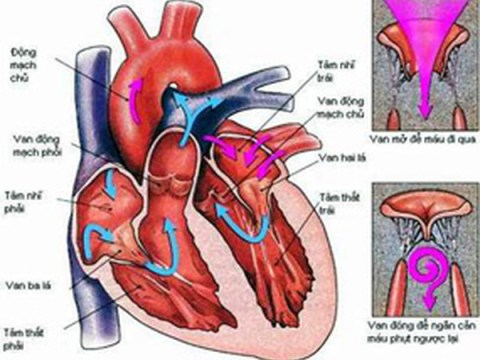 Chế độ ăn Uống, Kiêng Kị Cho Người Bị Mắc Bệnh Tim Mạch