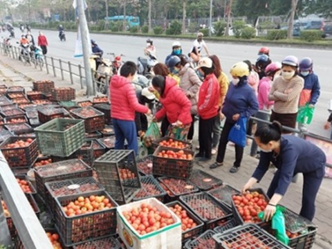 Mẹ Hà Nội Mách Cách Làm Tương Cà Siêu Sạch Từ Cà Chua ‘giải Cứu’ Nông Sản