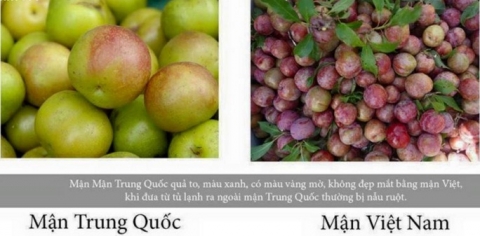 Mẹo đơn Giản Phân Biệt Mận Việt Nam Và Mận Trung Quốc