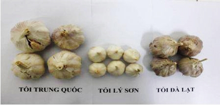 Mẹo Phân Biệt Tỏi Việt Nam Với Tỏi Trung Quốc