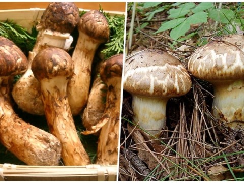 Nấm Matsutake – đặc Sản Mùa Thu Của Nước Nhật