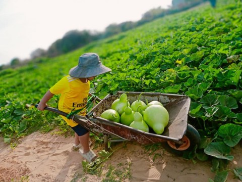 Thứ Quả Quê Mùa được Tận Dụng Lại Biến Thành Món Ngon Khó Cưỡng