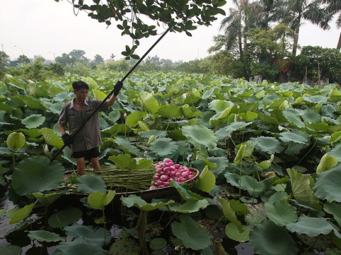 Trà Sen Hồ Tây – Món Quà Tinh Tế Ngày Hè ở Hà Nội