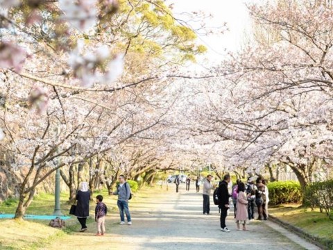 Người Yêu Nhật Bản Hướng Về Fukuoka – Quê Hương Món Tonkotsu Ramen Nức Tiếng Vào Mùa Anh đào Nở Rộ