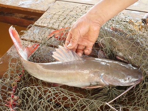 Món Lẩu Cá đậm Chất Tây Nguyên đại Ngàn